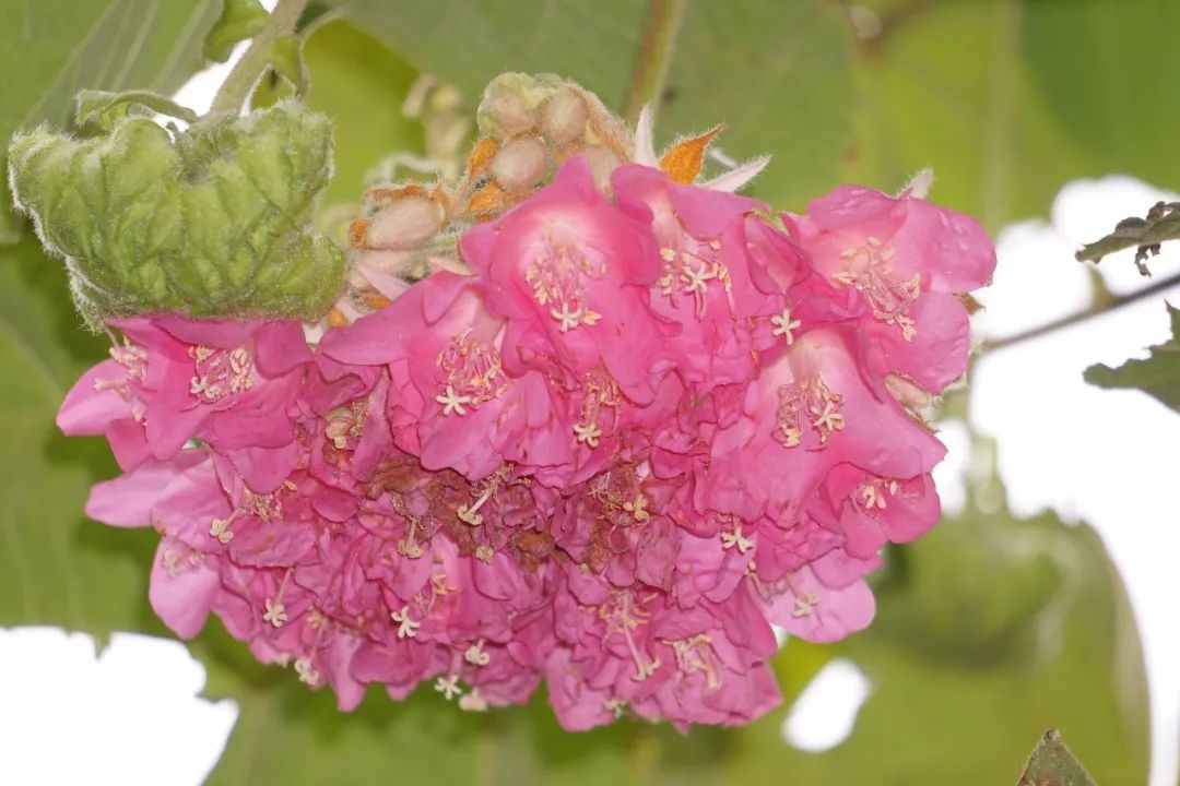 华南植物园吉祥花图片,华南植物园禾雀花观赏时间