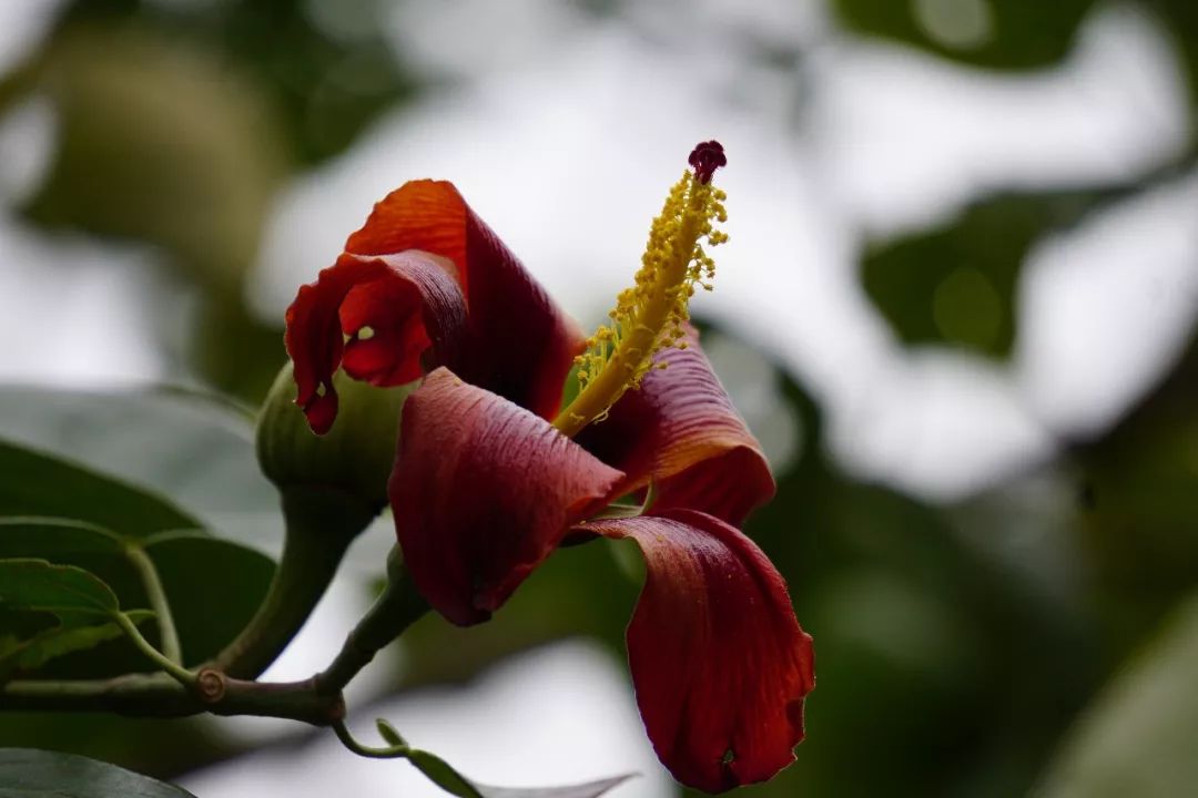 华南植物园吉祥花图片,华南植物园禾雀花观赏时间