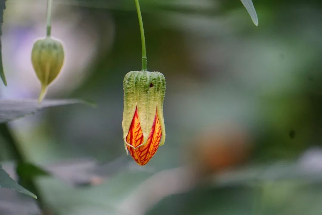 华南植物园吉祥花图片,华南植物园禾雀花观赏时间