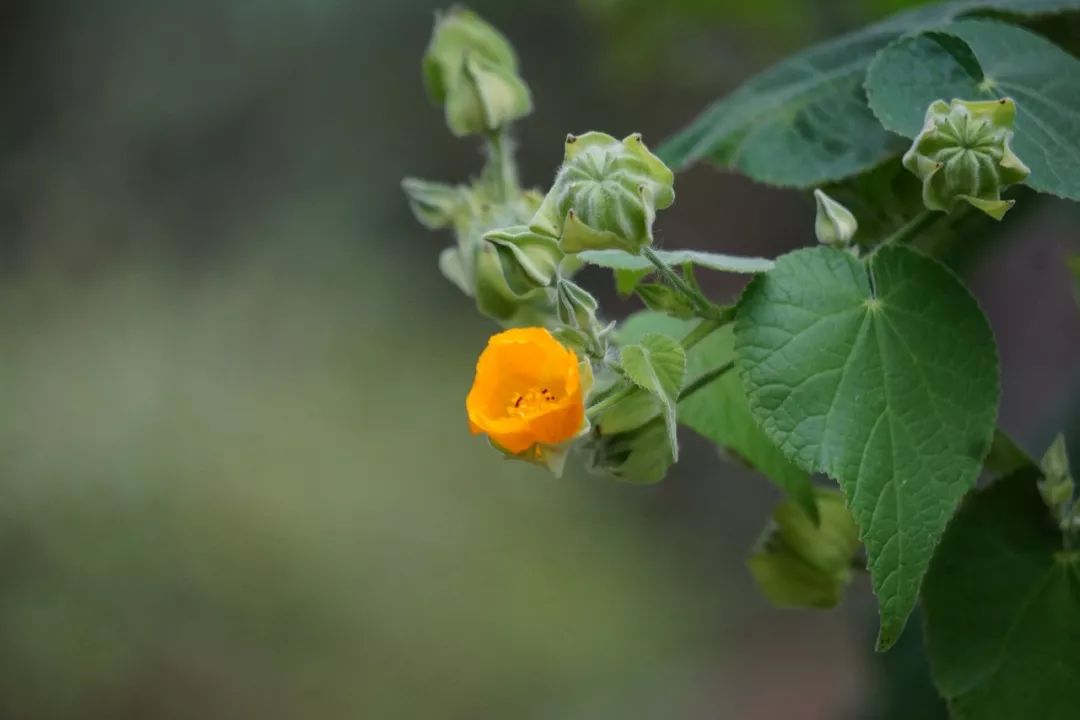 华南植物园吉祥花图片,华南植物园禾雀花观赏时间