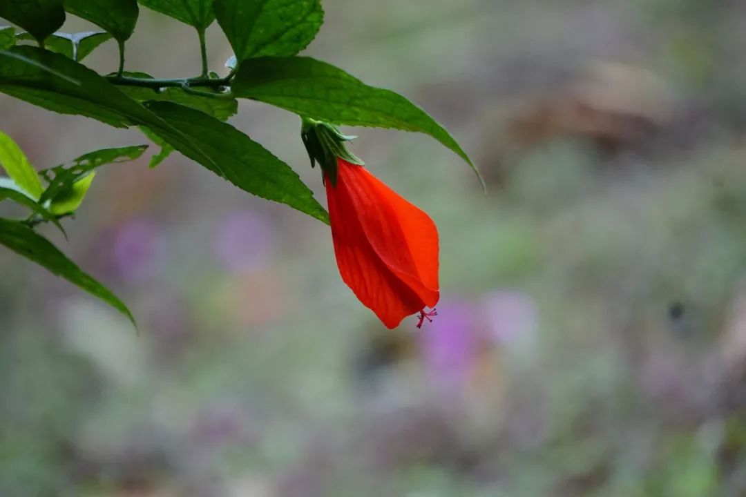 华南植物园吉祥花图片,华南植物园禾雀花观赏时间