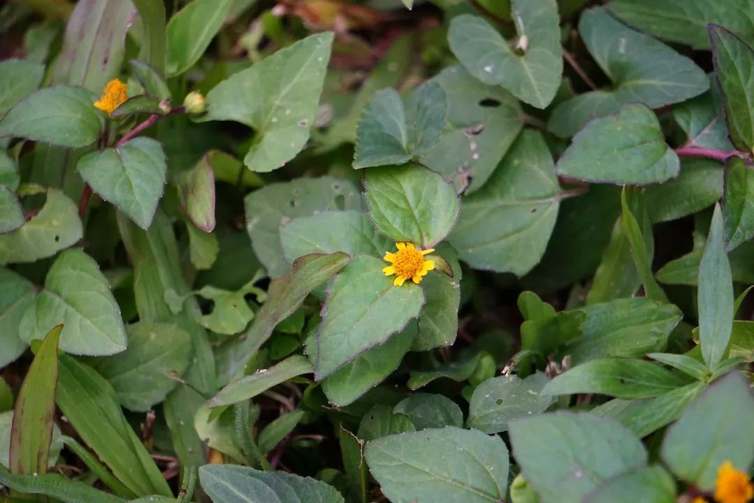 华南植物园吉祥花图片,华南植物园禾雀花观赏时间