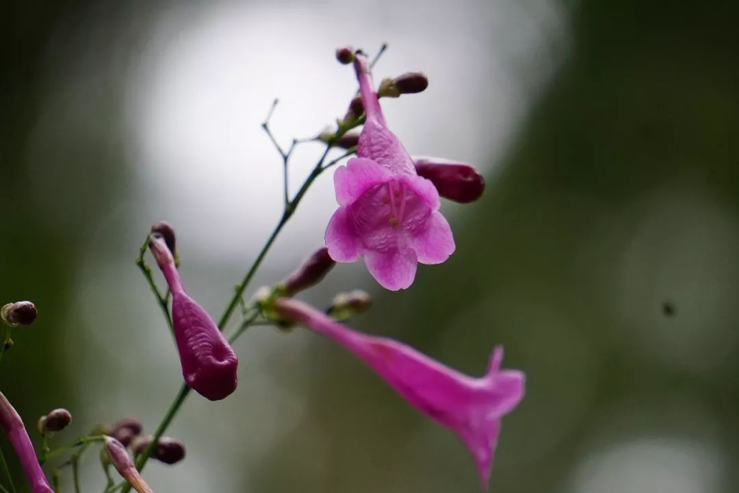 华南植物园吉祥花图片,华南植物园禾雀花观赏时间