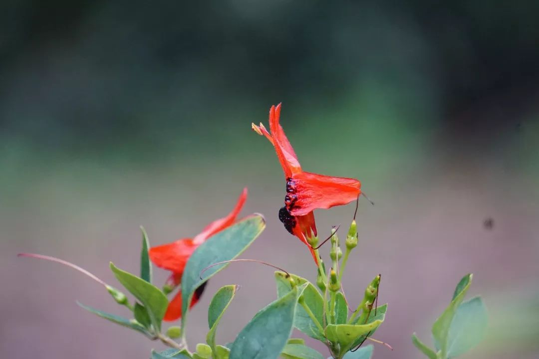 华南植物园吉祥花图片,华南植物园禾雀花观赏时间