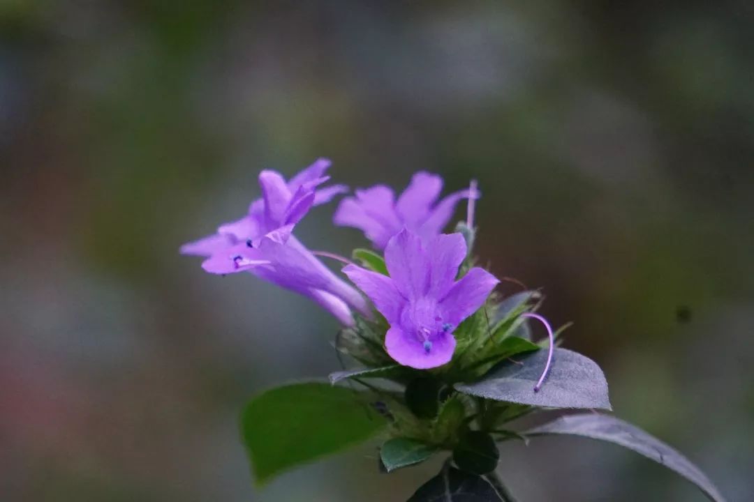 华南植物园吉祥花图片,华南植物园禾雀花观赏时间