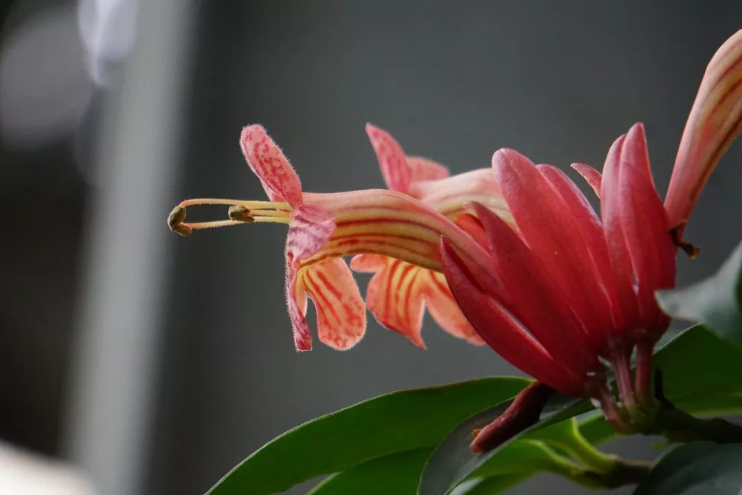 华南植物园吉祥花图片,华南植物园禾雀花观赏时间