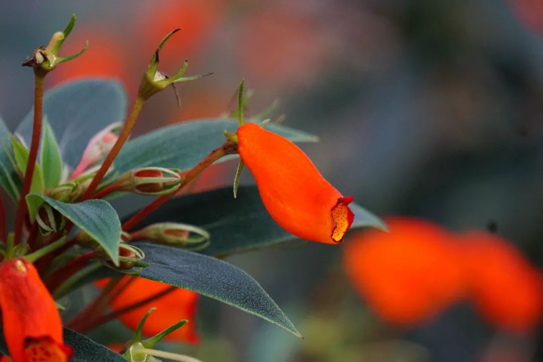 华南植物园吉祥花图片,华南植物园禾雀花观赏时间