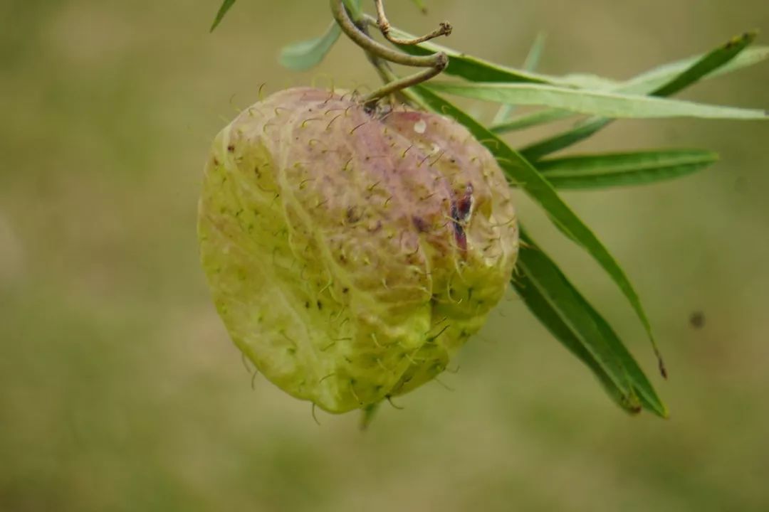 华南植物园吉祥花图片,华南植物园禾雀花观赏时间