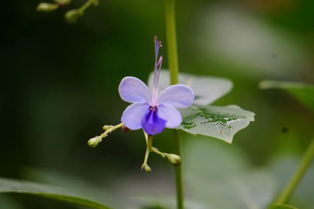 华南植物园吉祥花图片,华南植物园禾雀花观赏时间