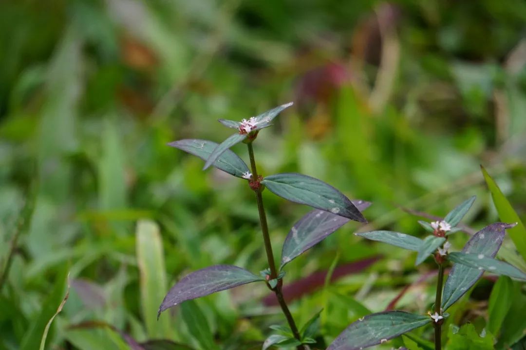 华南植物园吉祥花图片,华南植物园禾雀花观赏时间
