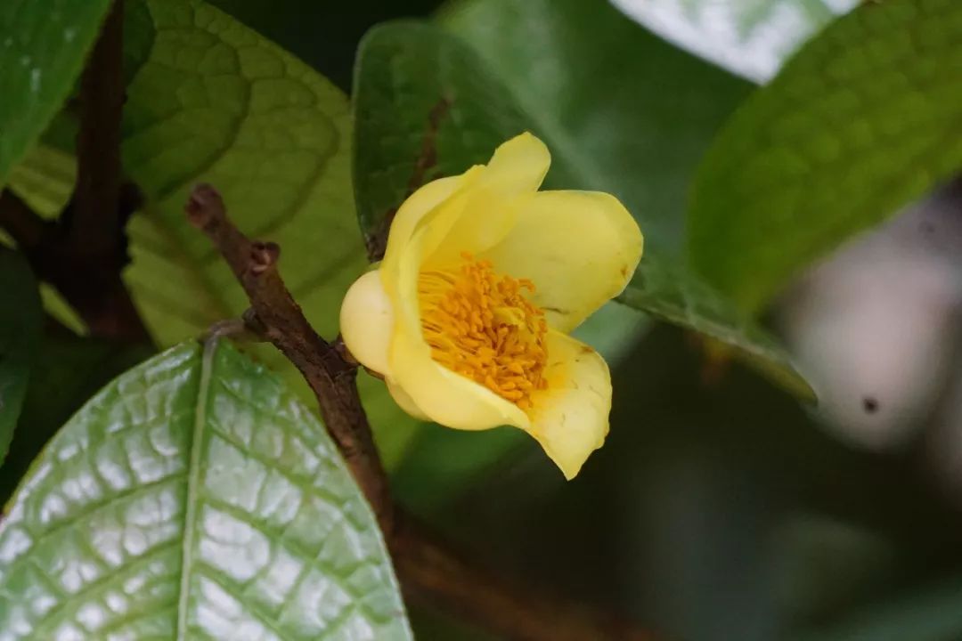 华南植物园吉祥花图片,华南植物园禾雀花观赏时间