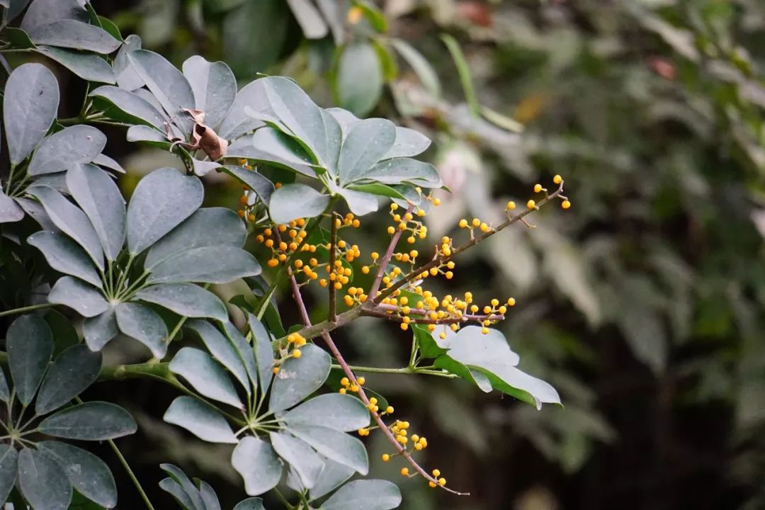 华南植物园吉祥花图片,华南植物园禾雀花观赏时间