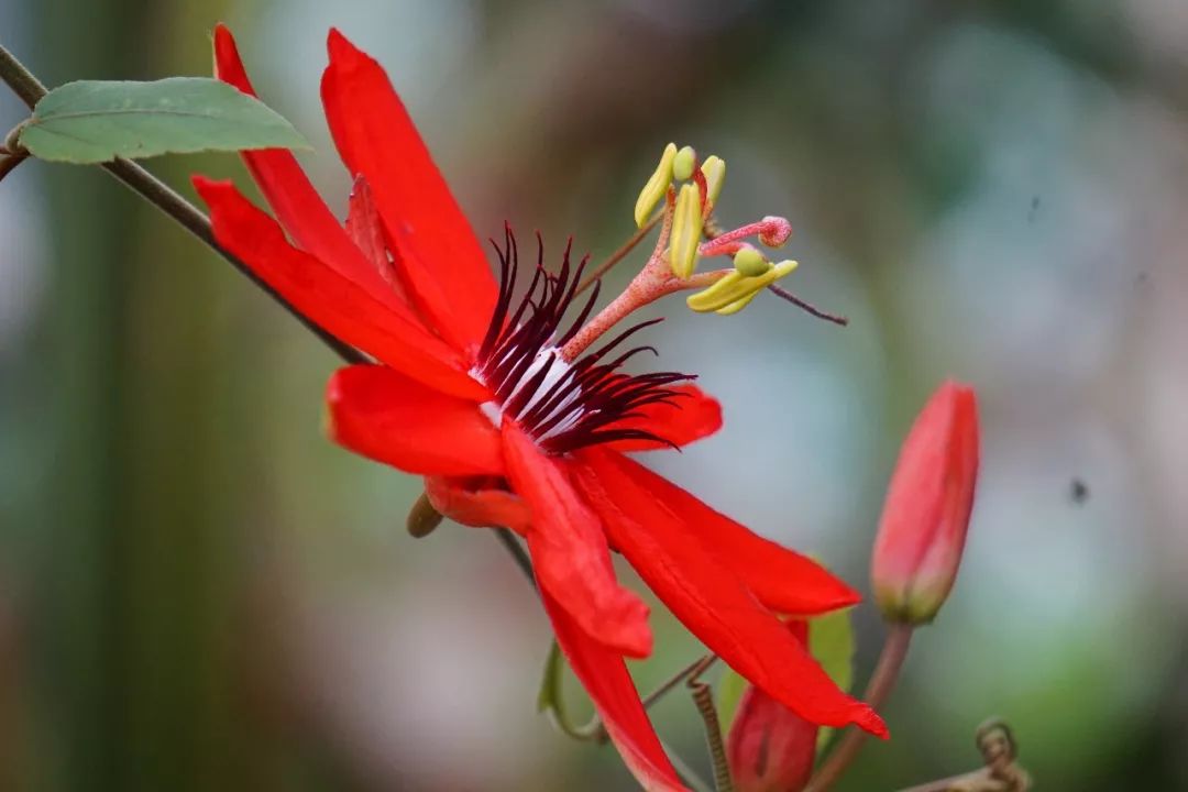 华南植物园吉祥花图片,华南植物园禾雀花观赏时间