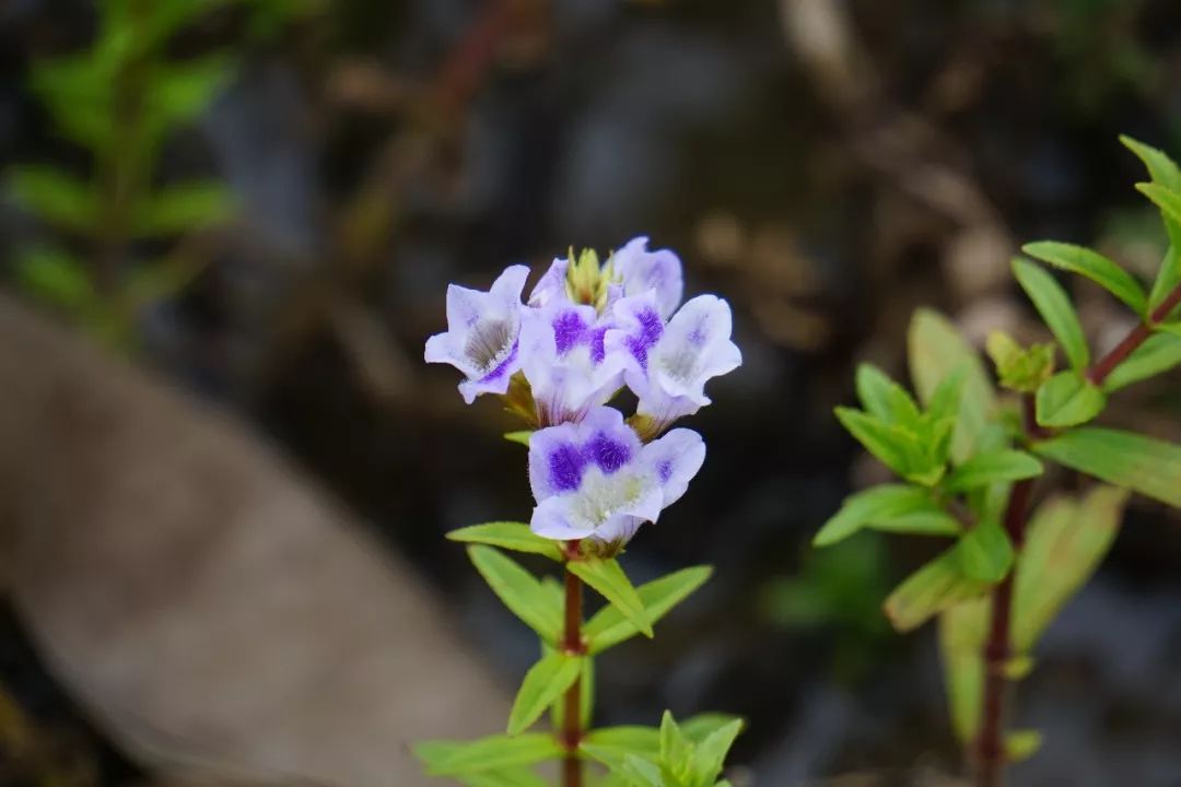 华南植物园吉祥花图片,华南植物园禾雀花观赏时间