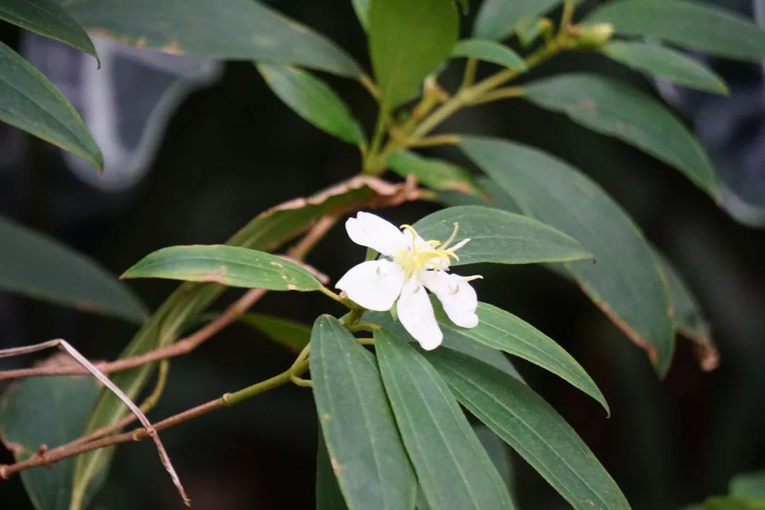 华南植物园吉祥花图片,华南植物园禾雀花观赏时间