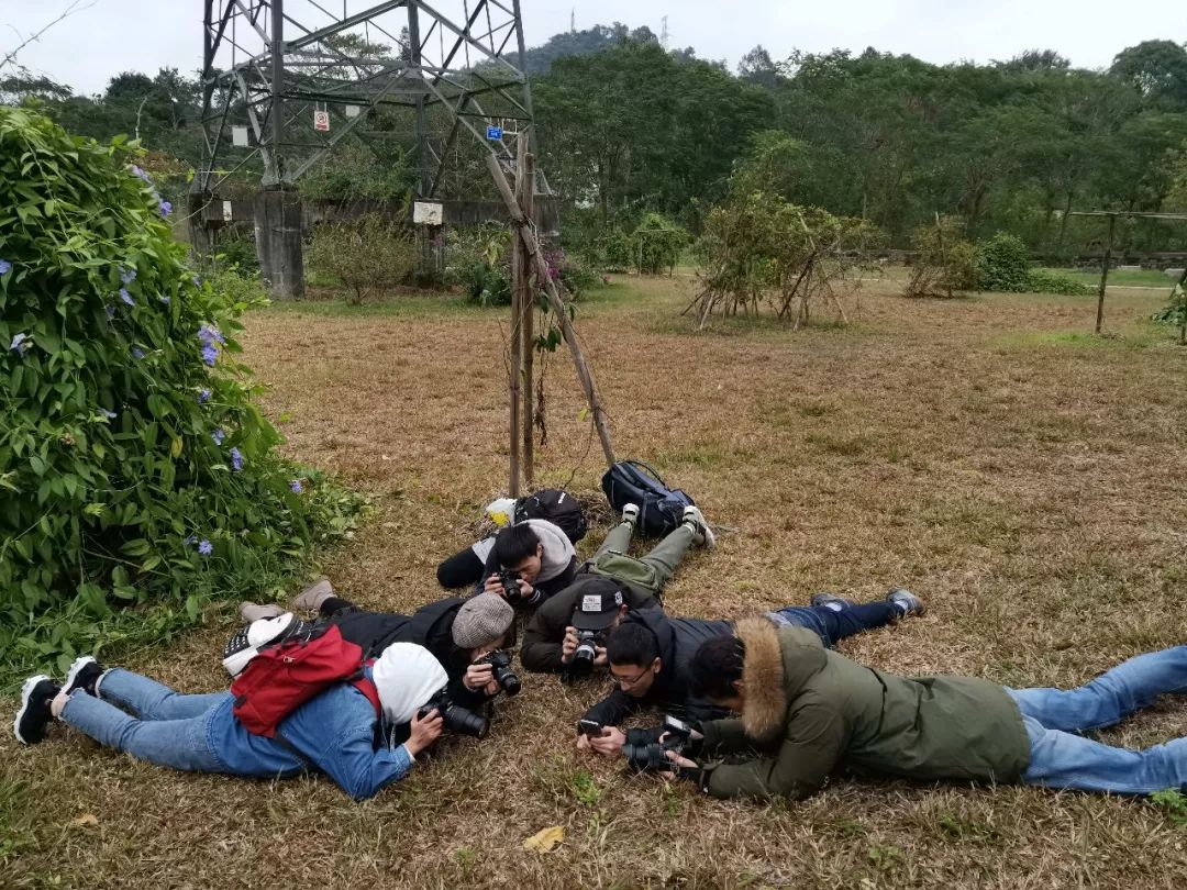 华南植物园吉祥花图片,华南植物园禾雀花观赏时间