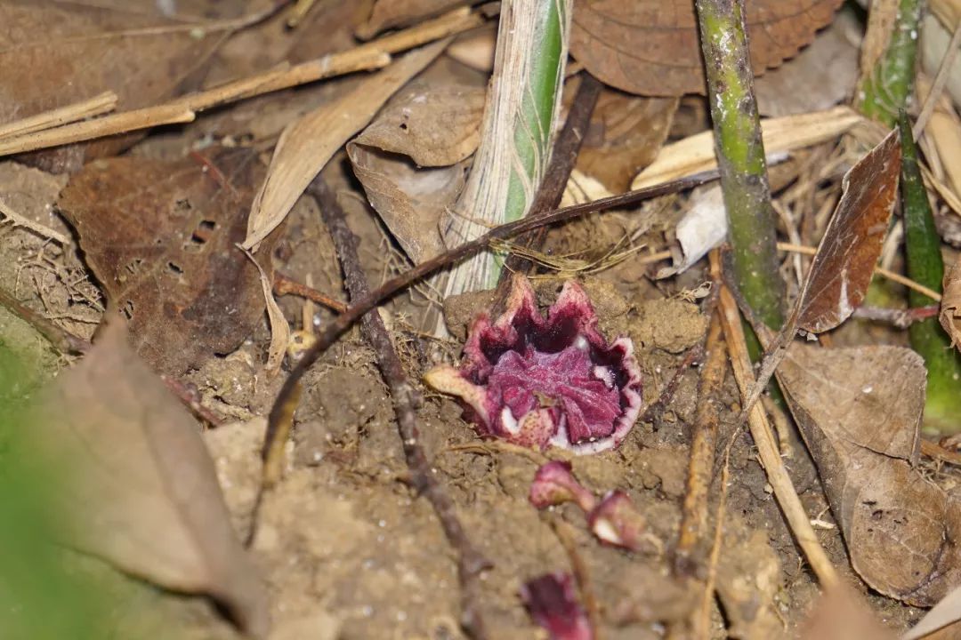 华南植物园吉祥花图片,华南植物园禾雀花观赏时间