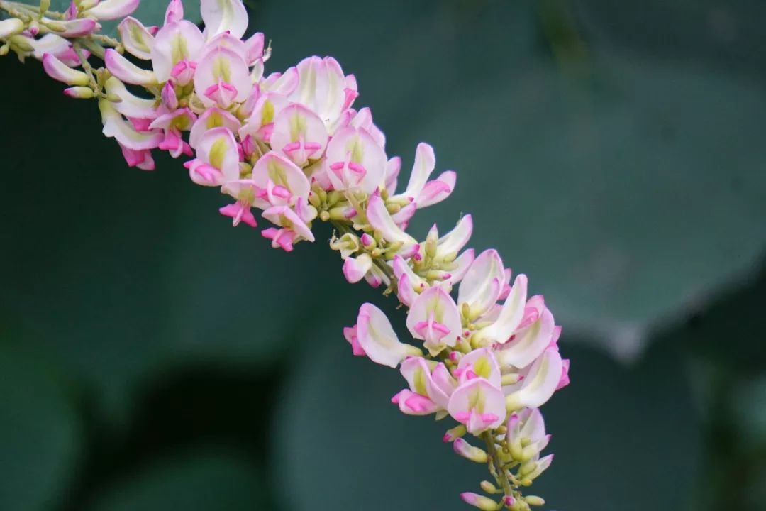 华南植物园吉祥花图片,华南植物园禾雀花观赏时间