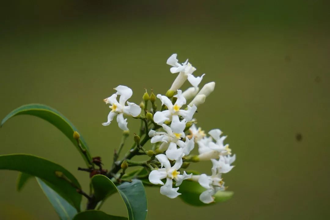华南植物园吉祥花图片,华南植物园禾雀花观赏时间