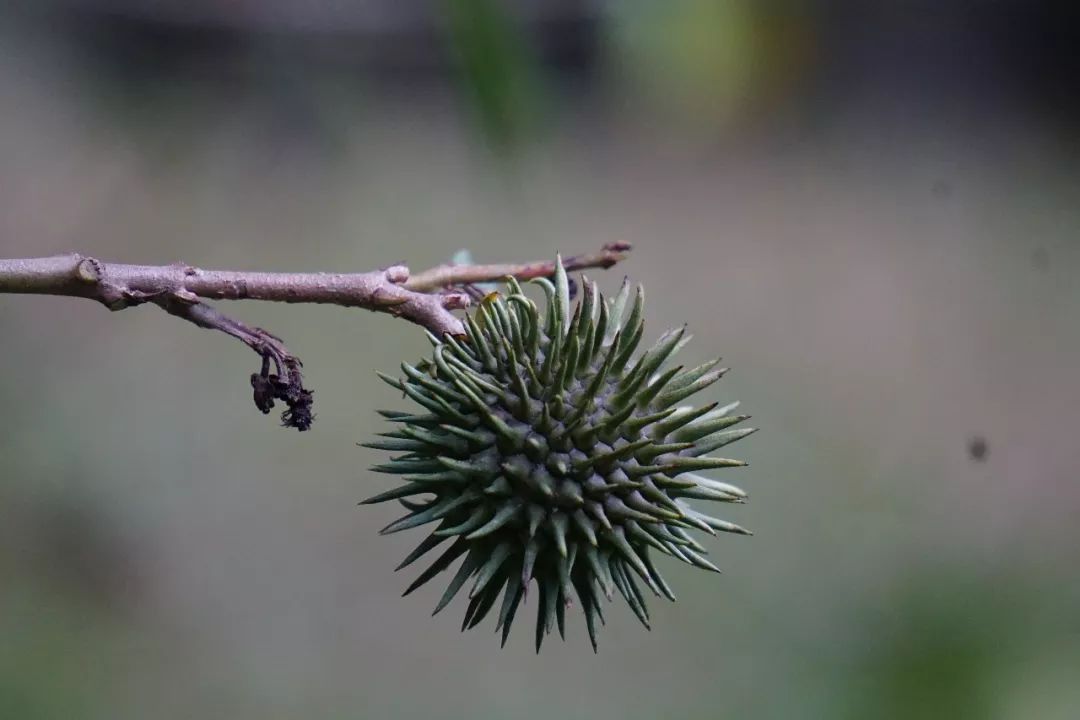 华南植物园吉祥花图片,华南植物园禾雀花观赏时间