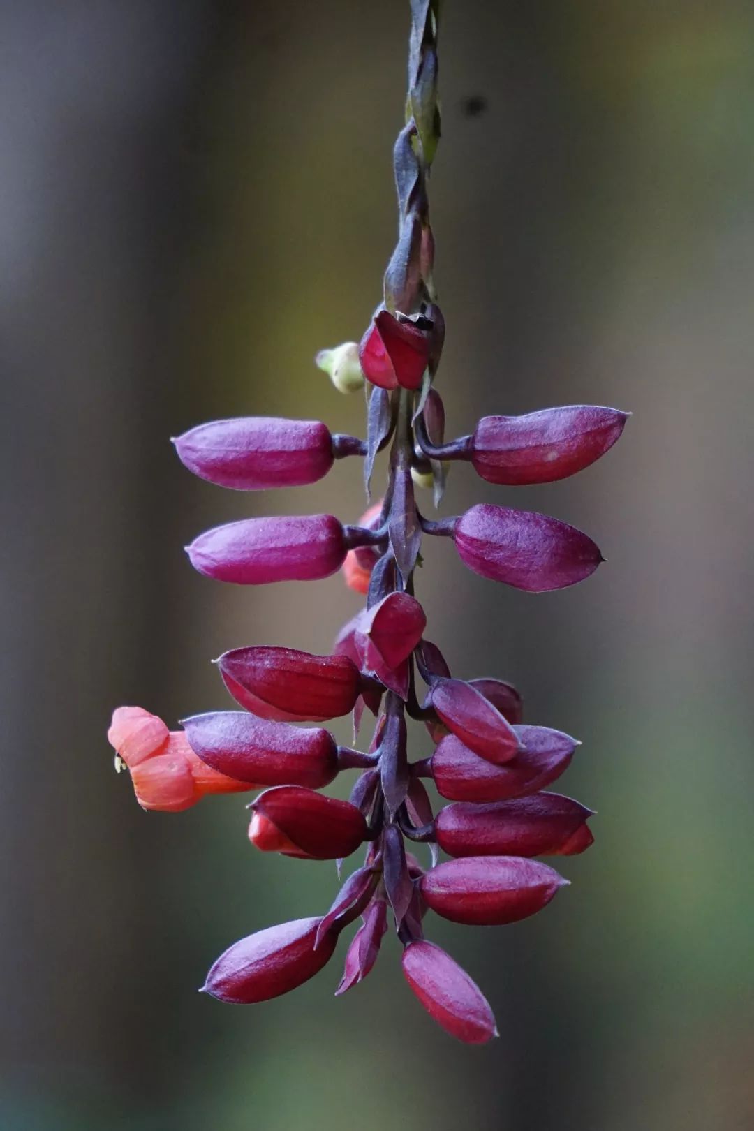 华南植物园吉祥花图片,华南植物园禾雀花观赏时间