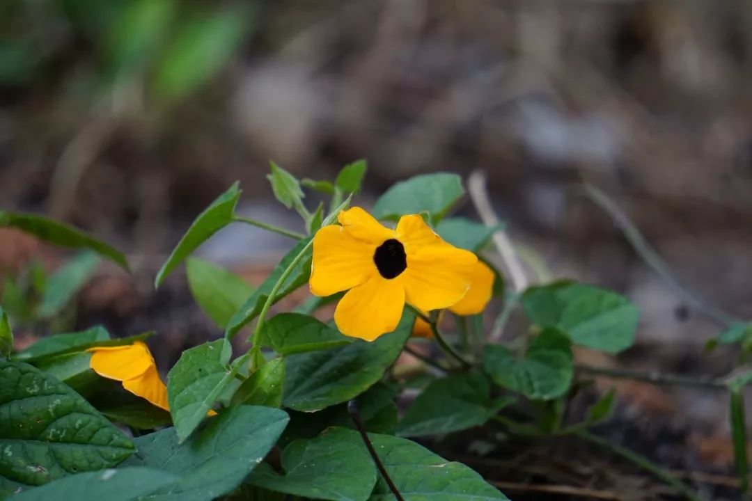 华南植物园吉祥花图片,华南植物园禾雀花观赏时间