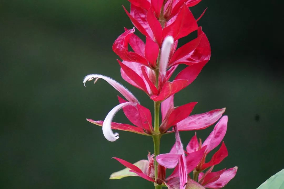 华南植物园吉祥花图片,华南植物园禾雀花观赏时间