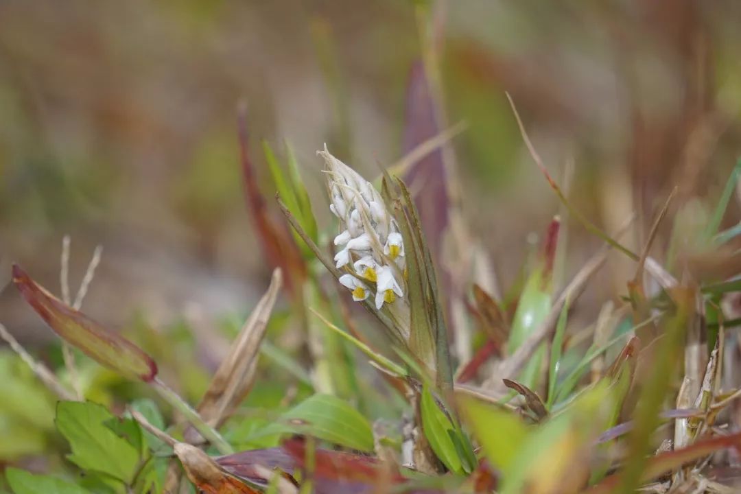 华南植物园吉祥花图片,华南植物园禾雀花观赏时间