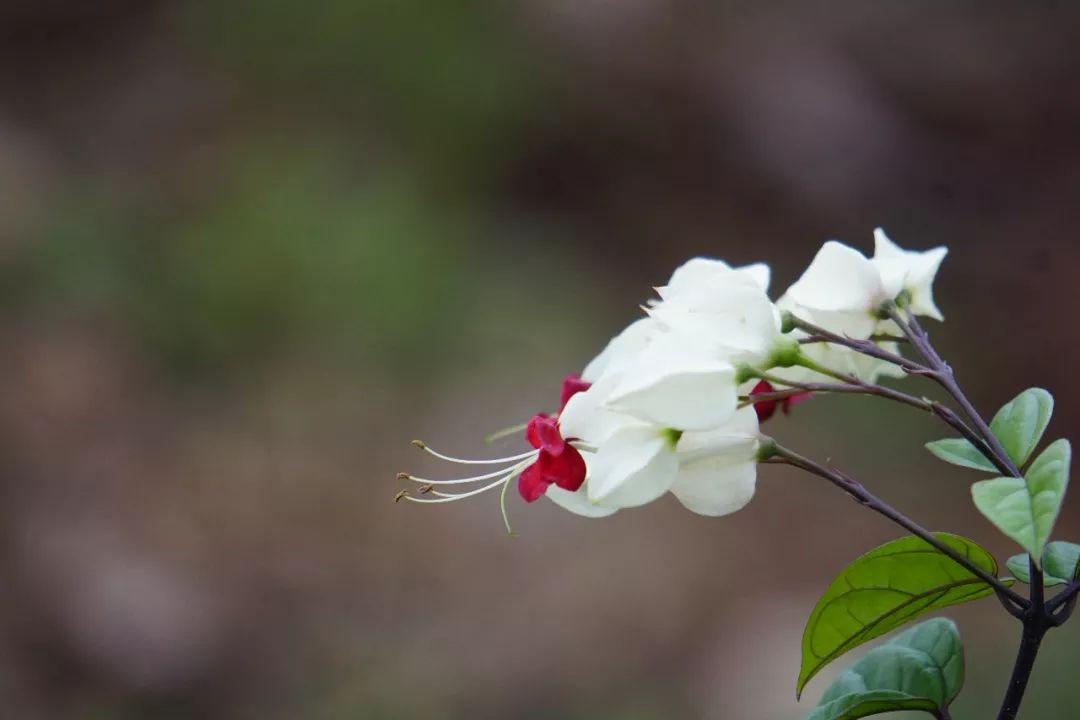 华南植物园吉祥花图片,华南植物园禾雀花观赏时间