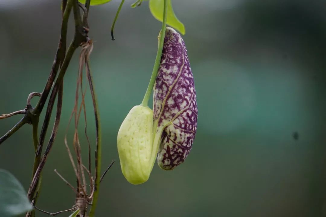 华南植物园吉祥花图片,华南植物园禾雀花观赏时间