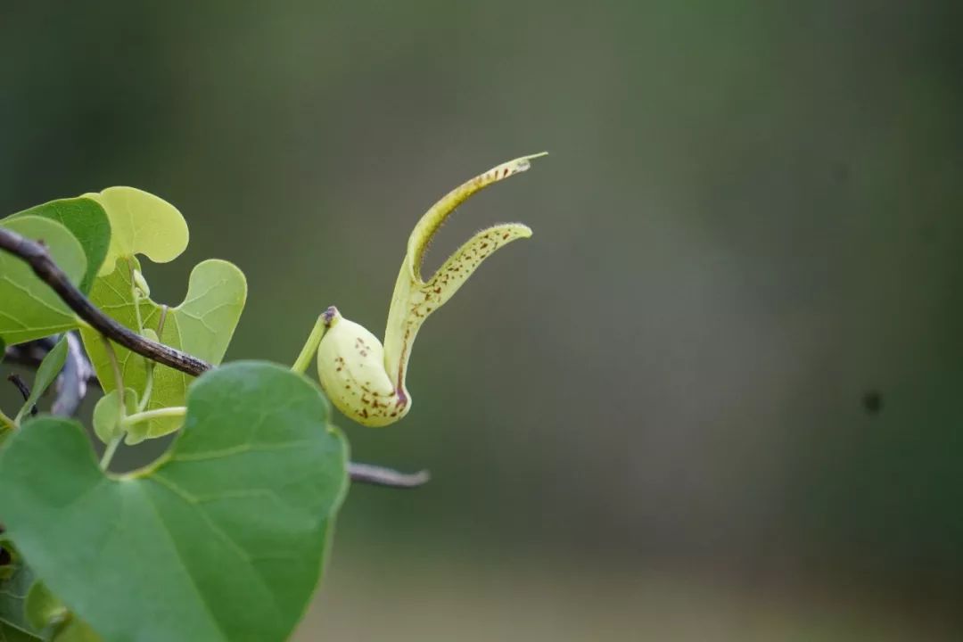 华南植物园吉祥花图片,华南植物园禾雀花观赏时间