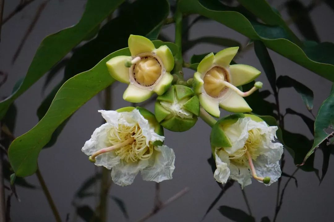 华南植物园吉祥花图片,华南植物园禾雀花观赏时间