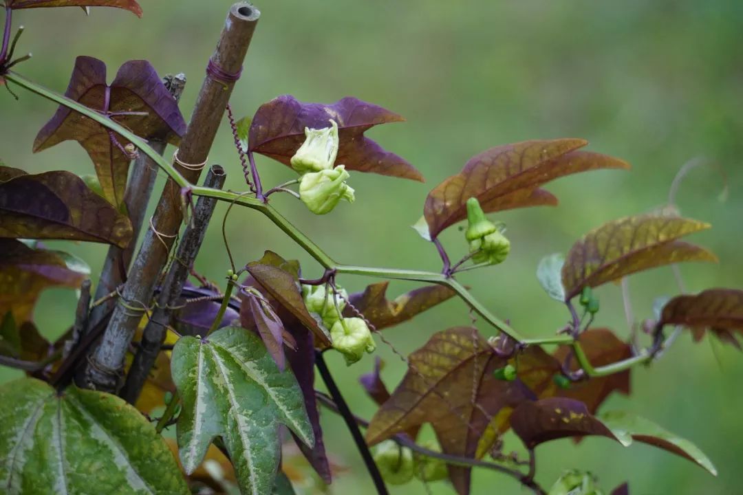 华南植物园吉祥花图片,华南植物园禾雀花观赏时间
