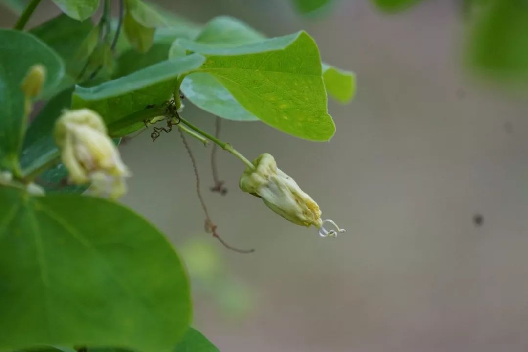 华南植物园吉祥花图片,华南植物园禾雀花观赏时间