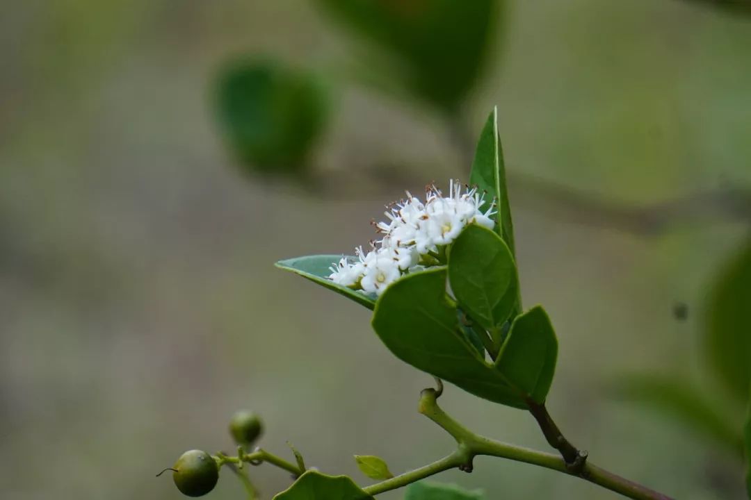华南植物园吉祥花图片,华南植物园禾雀花观赏时间