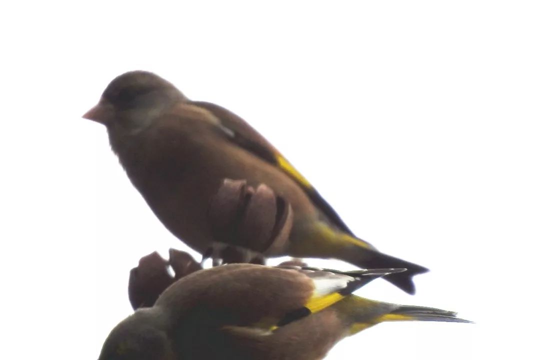 华南植物园吉祥花图片,华南植物园禾雀花观赏时间
