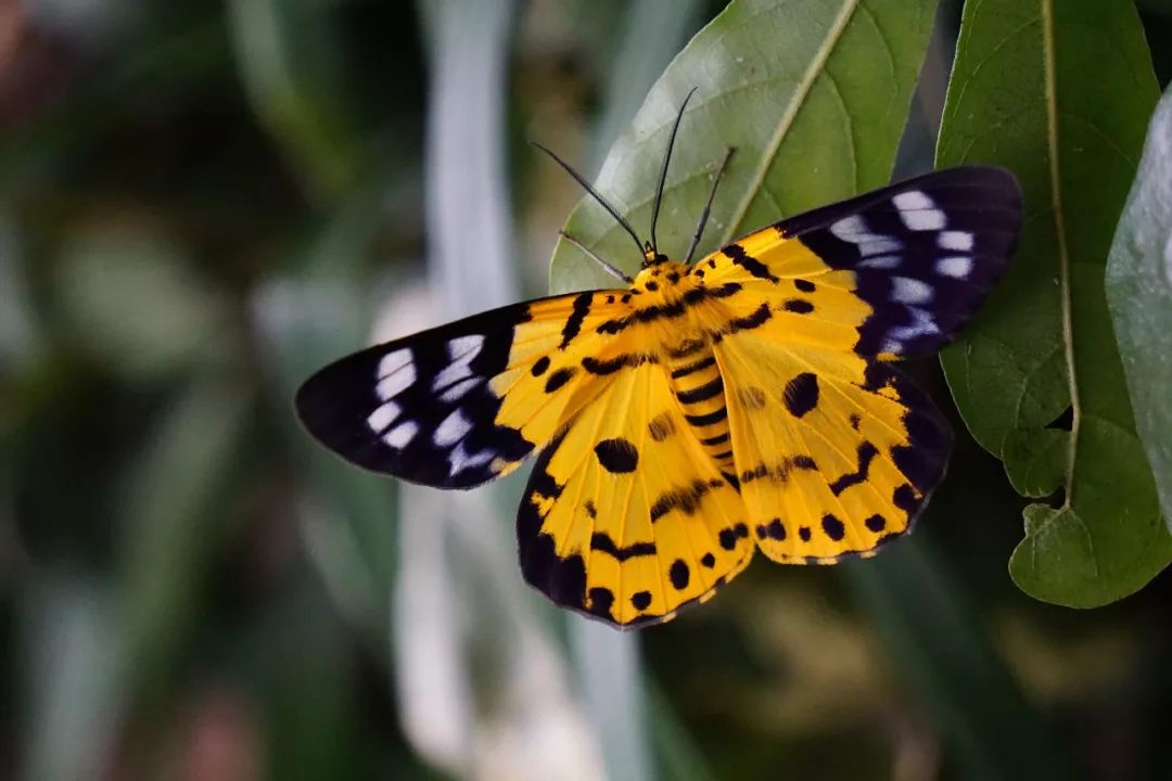 华南植物园吉祥花图片,华南植物园禾雀花观赏时间