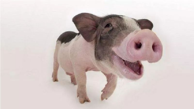 设计一个有新年气息的祝福红包,制作一个有创意的新年红包