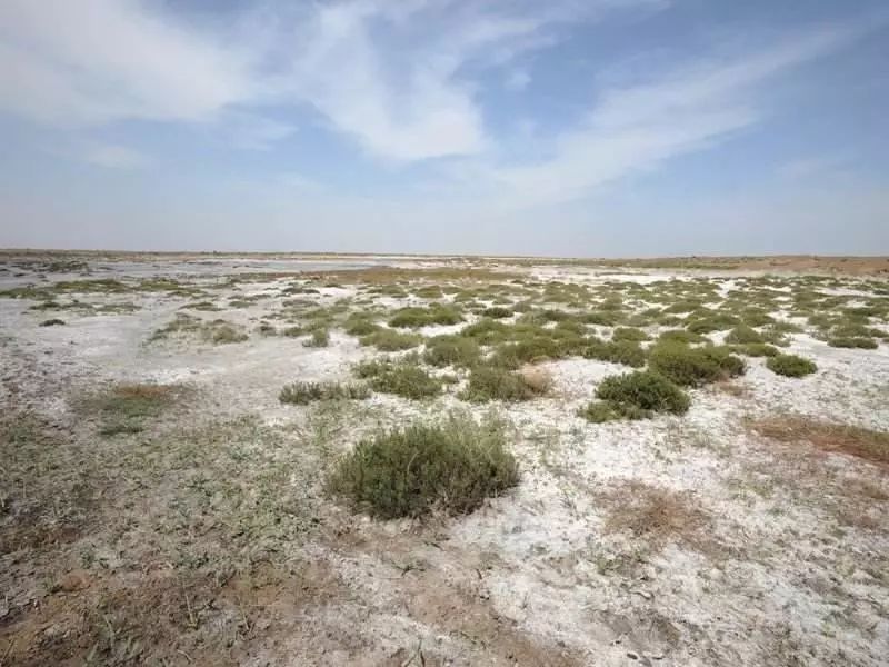 海水稻是什么农业,什么是海水稻的重要特征