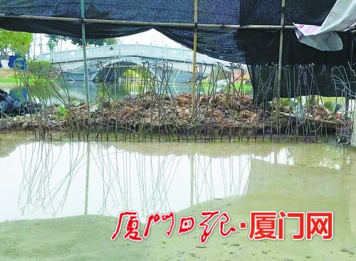 集美区拆除违建公告,厦门水晶湖郡违规装修事件