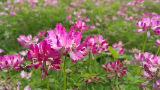 什么草最好养又有收益,什么草种生命力强适合在老家种