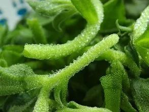 什么草最好养又有收益,什么草种生命力强适合在老家种