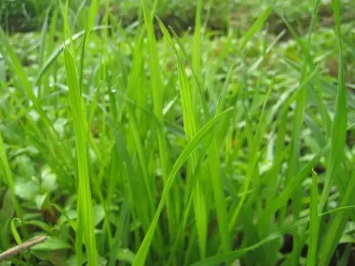 什么草最好养又有收益,什么草种生命力强适合在老家种