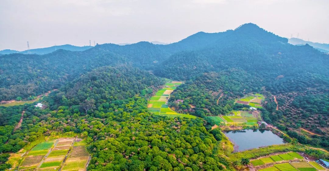 新安、福海、沙井、新桥、燕罗2019年关键词出炉，速度来get！