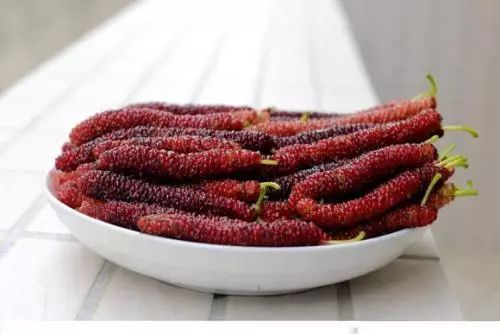 最长的桑葚有多长,最长的桑葚