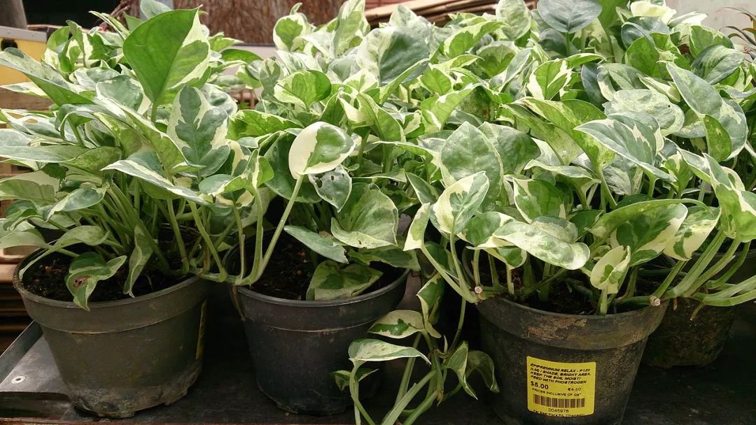 超级空气净化绿萝来了！美科学家培育出转基因绿萝，能高效去除室内的苯和氯仿等有机致癌污染物｜奇点猛科技