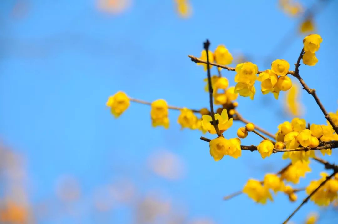 惊才绝艳的名句,惊才绝艳的诗句完整