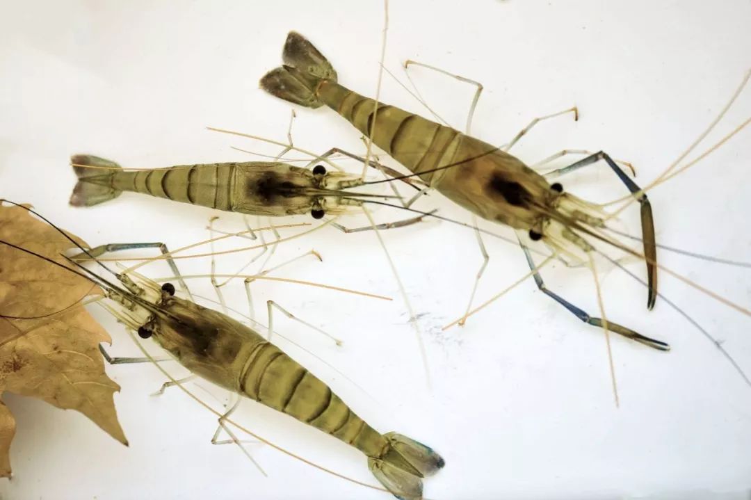 张抗抗故乡在远方视频,张抗抗眼中的哈尔滨