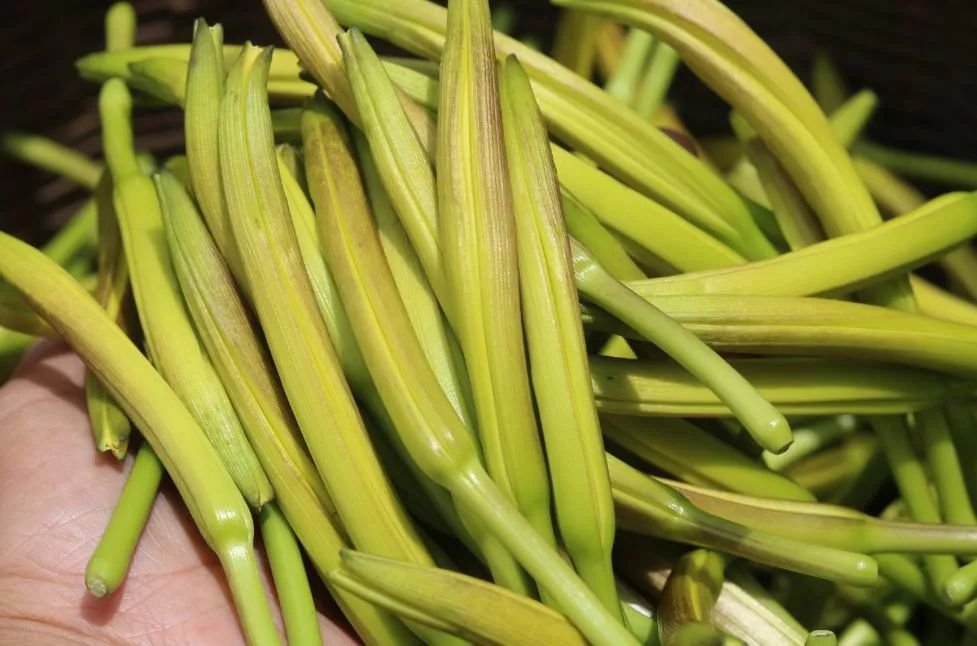 黄花菜治失眠的最佳方法,黄花菜怎样吃能治疗失眠