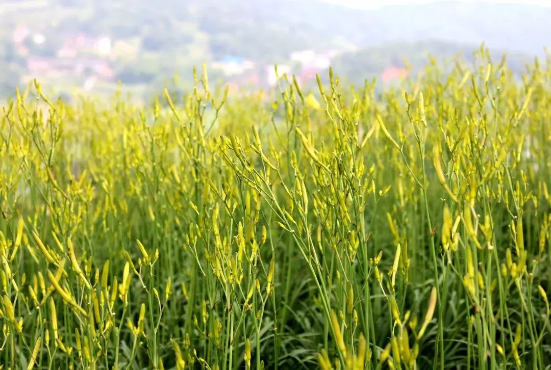 黄花菜治失眠的最佳方法,黄花菜怎样吃能治疗失眠